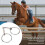 Equestrian Snaffle Bit, Gentle Control, Steady Connection, Riding Accessory, Size Available 2