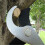 Garden shears, garden shears, longhandled pruning shears, pruning shears. 5