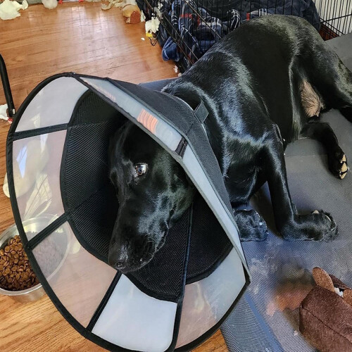 Lightweight Dog  Cone, Adjustable Soft Collar, Breathable Shield for Small Dogs 1