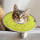 Adjustable Recovery Collar for Cats 3