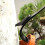 Tree Climbing Spurs Adjustable Tool With Leggings Straps NonSlip Pedal For Safe Climbing 2