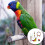 5Ud Para Mascotas Pájaro Mordedor Multicolor Resistente 8