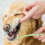 1 Escova De Dentes Para Animais De Estimação 5
