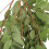 Ιταλικά φύλλα ιτιάς Ruscus, τεχνητά πράσινα, γιρλάντες, μεταξωτά φυτά, διακόσμηση 6