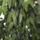 Ιταλικά φύλλα ιτιάς Ruscus, τεχνητά πράσινα, γιρλάντες, μεταξωτά φυτά, διακόσμηση 5