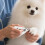 Cat claw clipper with LED lighting  Nail care set for small animals Ref: 8232 2