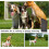 Professional Interactive Bite Protective Cover for Dogs 3