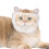'猫咪剪指甲用透气透明面罩,猫护理配件,猫咪洗澡用品,防抓挠幼猫口鼻保护罩' 1