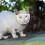 '猫咪剪指甲用透气透明面罩,猫护理配件,猫咪洗澡用品,防抓挠幼猫口鼻保护罩' 2