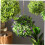 Artificial Grass Ball Glow Topiary 25.00X25.00X25.00CM 5