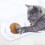 Βρώσιμα παιχνίδια Catnip, πρακτικές λιχουδιές τοίχου για βελτιωμένη στοματική 6