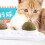 Βρώσιμα παιχνίδια Catnip, πρακτικές λιχουδιές τοίχου για βελτιωμένη στοματική 5