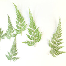 Artă din rășină DIY, decorațiuni interioare, frumusețe naturală, ambalare în vid, livrare sigură, flori uscate naturale reale, flori presate