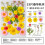 Modeaccessoarer, Hårspänne med orkidéblomma | Blombroscher | Bröllopsdekoration 1
