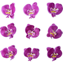 Elegantné hodvábne orchidey, ideálne na výrobu žiarivých fialových kytíc, ozdobte si svadbu alebo domov realistickými hlavičkami