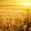 Διακόσμηση Golden Harvest, Λευκά στάχυα σιταριού που δημιουργούν μια ρουστίκ 6