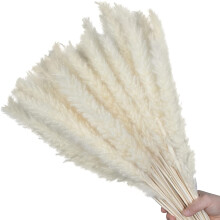 Elegante boho-decoratie, natuurlijk gedroogd pampasgras voor huisdecoratie, perfect voor een landelijke tafeldecoratie en bruiloftsdecoratie.