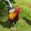 2Stk Huhn Garten Schild Simulation Hühnerhof Küken 7