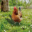 2Stk Huhn Garten Schild Simulation Hühnerhof Küken 11