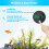 Digitales Aquariumthermometer – Präziser Temperatursensor – Klebemessgerät für Aquarien 4