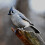 10St Split Duiven Ringen Aluminium Voor Pluimvee En Vogelbeheer 6