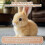 (Brown)Hopping Bunny Toy,Rabbit Plush Interactive Toys,Electric Rabbit Toys 5