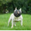 Short Snout Dog Muzzles,bulldog Muzzle Adjustable Breathable Mesh Dog Muzzle For Briting Chewing 2