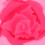Silikonform DIY 3D Rose Blume handgemachte Seife 14