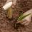 Bulb Planter with Wooden Handle, Cone Shaped Garden Tool with RustResistant Chrome Tip 5