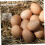 Egg Storage Tray with Lid Sturdy Plastic Egg Holder for Kitchen Refrigerator Incubation 5