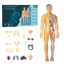 Herramienta de esqueleto para niños, modelo de anatomía del cuerpo humano con un enfoque de aprendizaje divertido, kit de aprendizaje práctico