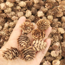 Conuri de pin naturale, fără insecte și curate, ideale pentru proiecte de artizanat și crearea unui decor unic pentru casă inspirat din natură,