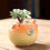 Unique Silicone Flowerpot Molds Pufferfish Shaped Vase Molds 7