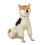 Waterproof Pet Jackets With Reflective Safety Strips-White 3XL 1