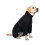 Manteaux imperméables réfléchissants pour chiens,-Blanc XL 6