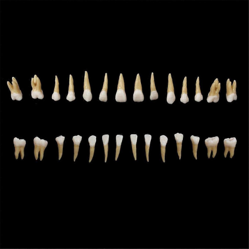 28Pcs Tooth Model 1:1 Permanent Teeth Model Dental Resin Tooth