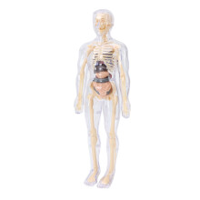 Modello del corpo umano 28,5 x 10 cm ABS, 11,2 x 3,9 in