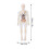 Modèle du corps humain 28,5  10 cm ABS, Interactif 2