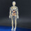 Modèle du corps humain 28,5  10 cm ABS, Interactif 8
