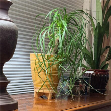 3 Supports de Plantes en Bois pour Intérieur et Extérieur, Support Rond en Bois pour Décoration, Tabouret en Bois, Présentoir pour Pot de Fleurs