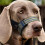 Pet Muzzle Adjustable Dog Muzzle Mouth Guard Stop-Black M 6