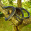 Snake Prank with String Clip - Clip on Snake Prank,Snake on A String Prank,Golf Snake Prank with String and Clip,A 7
