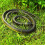 Snake Prank with String Clip - Clip on Snake Prank,Snake on A String Prank,Golf Snake Prank with String and Clip,F 4