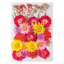Wunderschönes Trockenblumen-Set mit gepressten Blumen- Feuerwerk