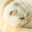 Cats Scratch Pad Bed Scratch Resistant Lovely-Grey White 5
