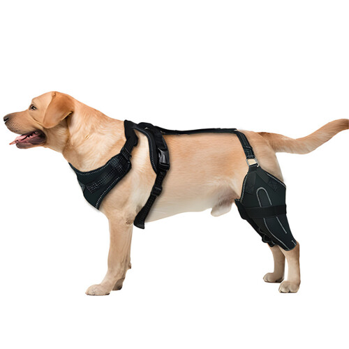 Le support de jambe de chien empêche le léchage au chaud et-L 1