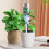 SelfWatering Spikes 8 Pieces Adjustable Valve Water Drip Irrigation 3