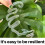 6PCS Turtle Shell Bamboo Clamp, Plant Grapple, Stakes for Indoor Plant 3