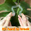6PCS Turtle Shell Bamboo Clamp, Plant Grapple, Stakes for Indoor Plant 6