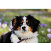 Quebra-cabeça de 1000 peças com a raça de cachorro Pastor Australiano - Jogo desafiador de arte animal para toda a família